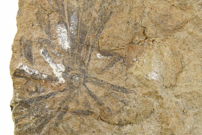 Fossil Horsetail Leaves (Annularia) - Mazon Creek #262594